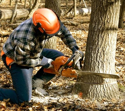Tree Removal in Pinon, AZ